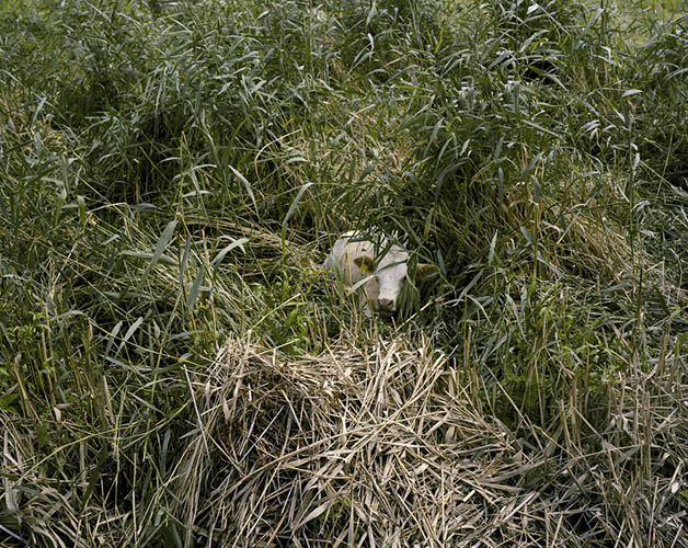  / Ute Mahler und Werner Mahler:  Die seltsamen Tage (2014)  (11) / 14
	  - All rights reserved. Copyright: Ute Mahler